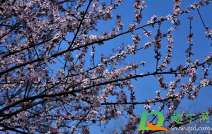 2021春占是什么时候(2021年是什么春)