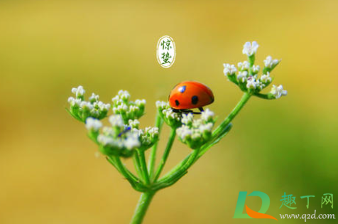 2021年惊蛰是几九第几天(2021年的惊蛰是几点)