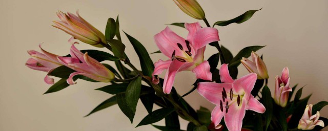 情人草和玫瑰都可以(情人草配红玫瑰)