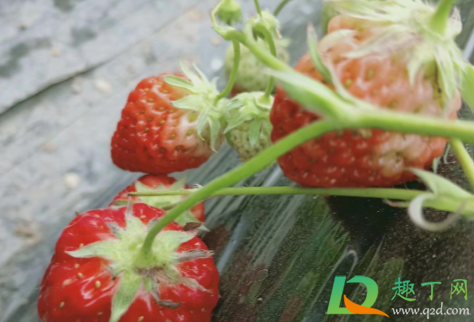 草莓冻了还能吃吗(草莓化冻还能吃吗)