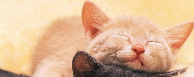 猫死后如何处理