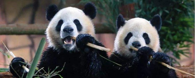 熊猫一天能吃多少竹子解答和扩展(熊猫一天至少吃多少竹子)