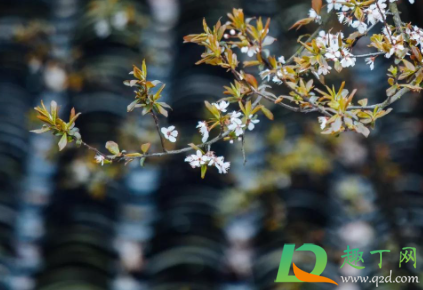 2021惊蛰是什么季节(2021年惊蛰是什么气温) 2021惊蛰是什么季节(2021年惊蛰是什么气温)