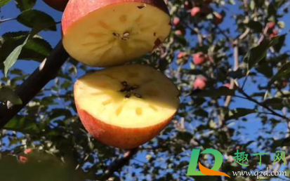 哪种苹果有糖心(有糖心的苹果正常吗) 哪种苹果有糖心(有糖心的苹果正常吗)