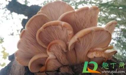 柳树长的菌子可以吃吗(柳树上长的菌类) 柳树长的菌子可以吃吗(柳树上长的菌类)