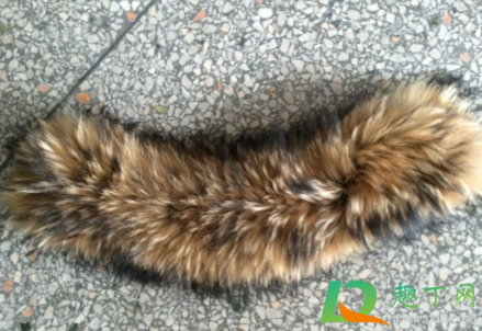 貉子毛领不顺怎么办(貉子毛领变色了怎么办)