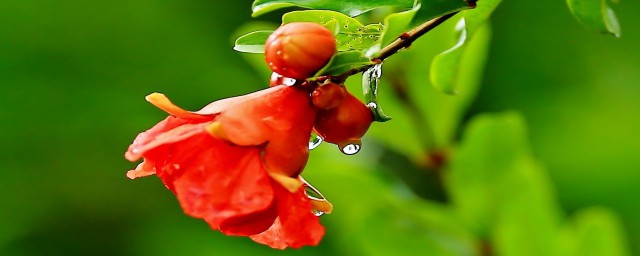 什么的石榴花填空举例(什么的石榴花填空词语)