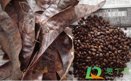 皂角能吃吗能食用吗(大皂角能吃吗)