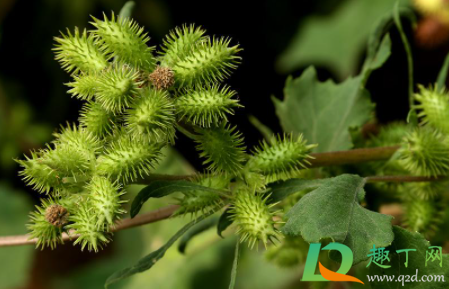 苍耳泡水一次放几个(苍耳泡水的步骤)