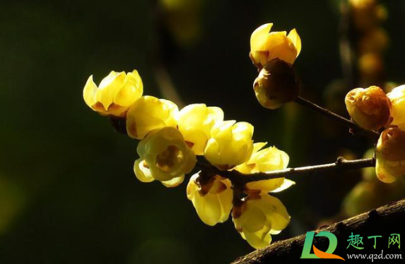 躲春是在家里还是外面(躲春必须在自己家里吗)