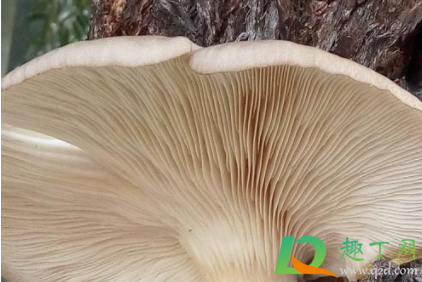 柳树长的菌子可以吃吗(柳树上长的菌类) 柳树长的菌子可以吃吗(柳树上长的菌类)