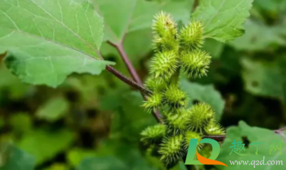 苍耳泡水一次放几个(苍耳泡水的步骤)