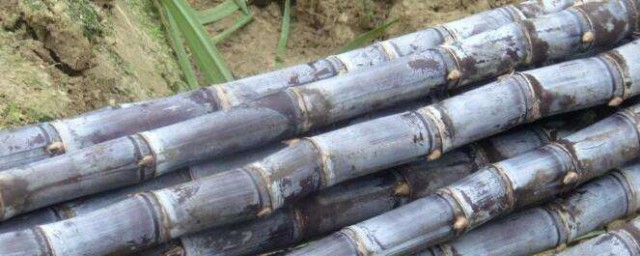 吃甘蔗的好处介绍(吃甘蔗的好处有哪些)