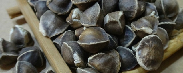 辣木籽的好处有哪些(辣木籽有什么好的作用)