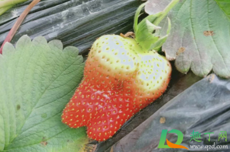 草莓冻了还能吃吗(草莓化冻还能吃吗)