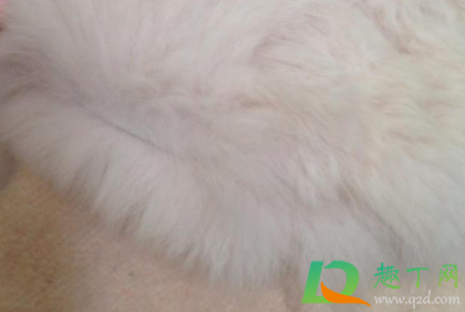 人造毛外套掉毛怎么办(人造毛衣服掉毛毛怎么处理) 人造毛外套掉毛怎么办(人造毛衣服掉毛毛怎么处理)