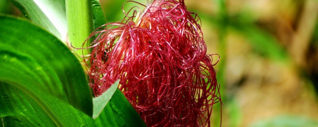 想不到它用处竟那么大(因为它很有用)