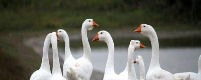 生活技巧(生活技巧小妙招)