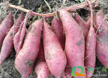 红薯放哪里不容易烂(红薯放在哪里才不容易坏)