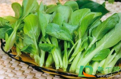 鸡毛菜要不要天天浇水(鸡毛菜每天浇几次水) 鸡毛菜要不要天天浇水(鸡毛菜每天浇几次水)