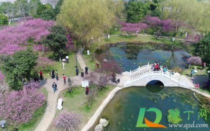 今年橘子洲的腊梅什么时候开2021(2021橘子洲头梅花开了吗)