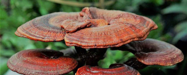 灵芝有什么功效(灵芝有什么功效,怎么吃才好)