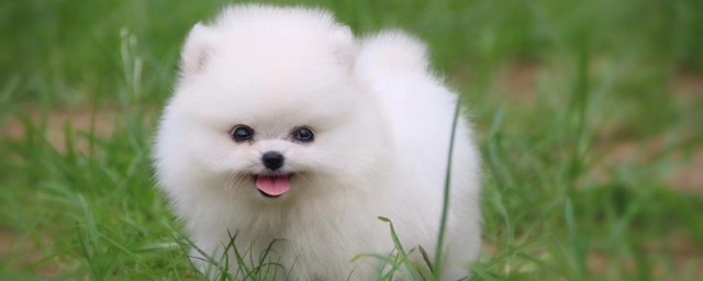 博美品相怎么看(博美多大可以看出品相)