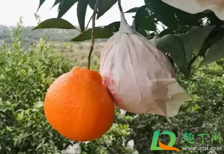 耙耙柑是越大越好吗(耙耙柑大的好还是小的好) 耙耙柑是越大越好吗(耙耙柑大的好还是小的好)