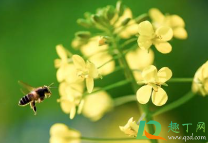 2021惊蛰是什么季节(2021年惊蛰是什么气温) 2021惊蛰是什么季节(2021年惊蛰是什么气温)