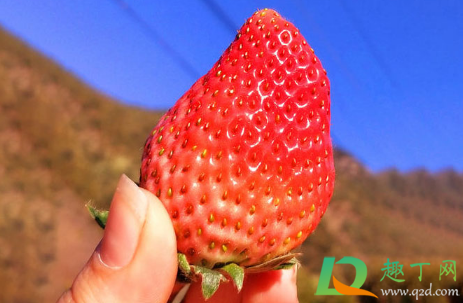 为什么草莓泡在水里会烂(草莓泡水会烂吗)