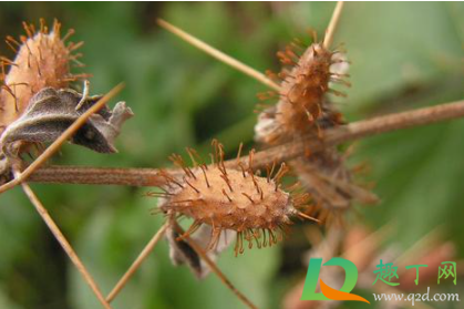 苍耳泡水一次放几个(苍耳泡水的步骤)