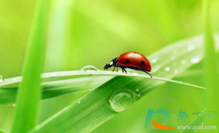 2021惊蛰是什么季节(2021年惊蛰是什么气温) 2021惊蛰是什么季节(2021年惊蛰是什么气温)