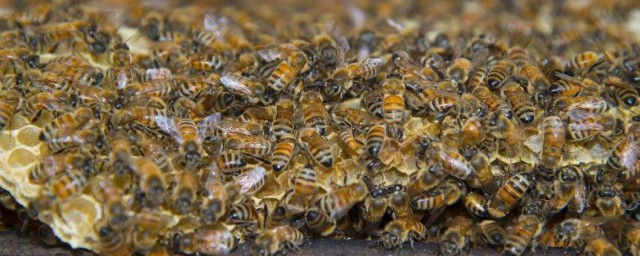 新手养蜂不会培育蜂王怎么办(业余养蜂培育蜂王的简单方法)