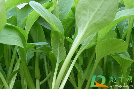 鸡毛菜要不要天天浇水(鸡毛菜每天浇几次水) 鸡毛菜要不要天天浇水(鸡毛菜每天浇几次水)