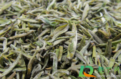 茶叶发霉是黄曲霉菌吗(茶叶变霉是否会产生黄曲霉素)