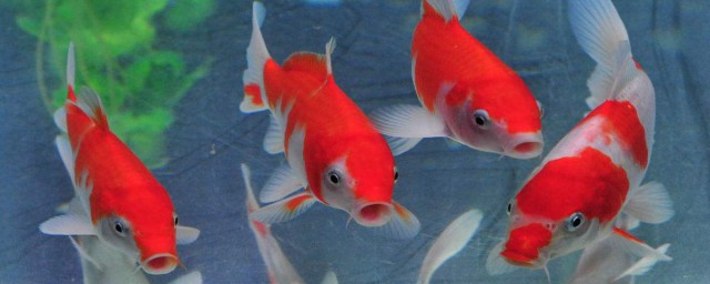 金鱼蹭缸的原因及解决办法(金鱼偶尔蹭缸不管可以吗)