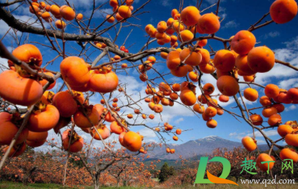 阴天怎么晒柿饼子(晒柿饼时阴雨天怎么办) 阴天怎么晒柿饼子(晒柿饼时阴雨天怎么办)