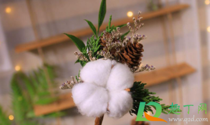 干花送人合适吗(送花送干花合适吗)