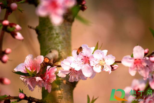 2021年2月几号打春(2021年2月几日打春)