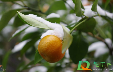 桔子在树上就烂了是什么情况(桔子长在树上为什么会裂开了)