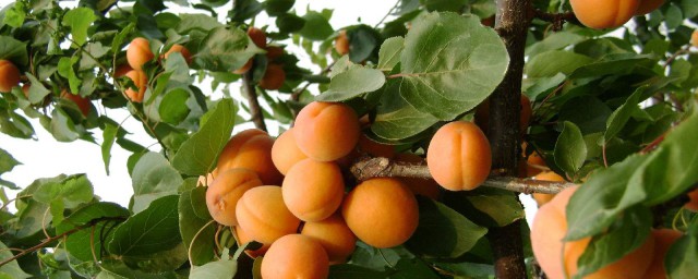 杏树的修剪目的(杏树的修剪和管理)