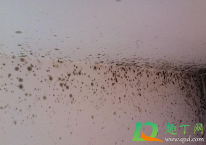 回南天墙壁发霉对人体有害吗(北卧室墙体发霉)