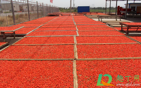 枸杞一天吃几颗最补肾(枸杞一天吃几颗最补肾壮阳) 枸杞一天吃几颗最补肾(枸杞一天吃几颗最补肾壮阳)