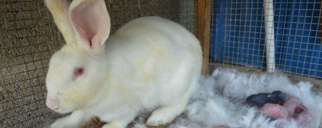 杀兔子的拔毛技巧(如何杀兔子拔毛最简单)