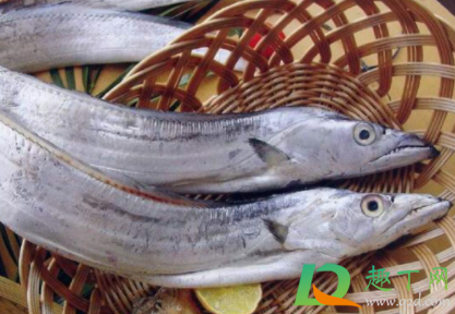 被带鱼扎出血会得病吗(被带鱼扎伤)