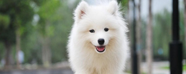 微笑天使是什么品种的狗狗(被称为微笑天使的狗是什么狗)