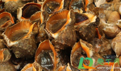 海螺发紫是不是坏了(海螺紫了是不是坏了)