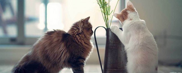 同时养两只猫咪的注意事项(猫能同时养两只吗)