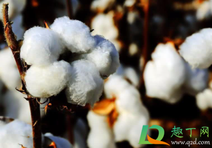 棉花做的棉裤暖和吗(穿棉花做的棉裤)