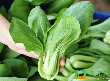 青菜叶上长满小小的虫是什么(青菜上面有小小的虫)